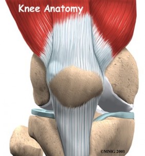 knee_anatomy_intro01